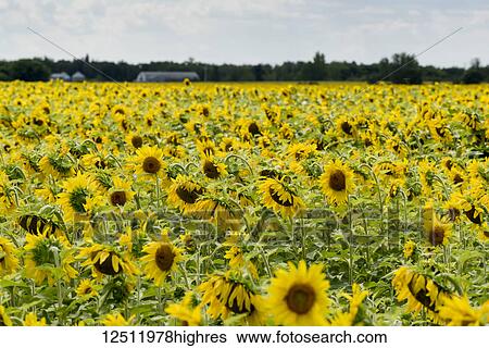 Stock Photograph - A field with an abundance of sunflowers (Helianthus); Manitoba, Canada. Fotosearch