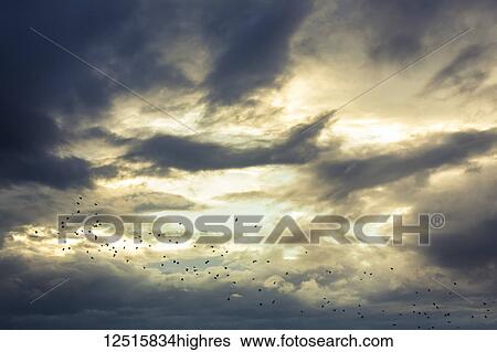 Stock Photograph - A flock of birds flying through illuminated clouds in the sky; Vancouver, British Columbia, Canada. Fotosearch