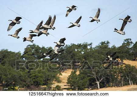 Stock Photograph - A flock of Canada geese (Branta canadensis) in flight ready to land on Emigrant Lake,; Ashland, Oregon, United States of America. Fotosearch