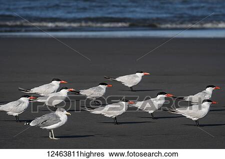 Stock Photograph - A flock of Caspian Terns (Hydroprogne caspia) and a seagull relaxes on the beach; Ilwaco, Washington, United States of America. Fotosearch
