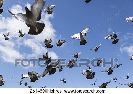 Stock Photograph - A flock of pigeons taking flight in a blue sky; Ulaanbaatar, Ulaanbattar, Mongolia. Fotosearch