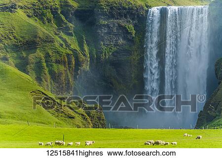 Stock Photograph - A flock of sheep grazing in a lush green field at Skogafoss waterfall; Skoga, Iceland. Fotosearch