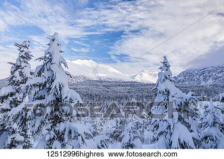 Stock Photograph - A forest blanketed in fresh snow with rugged mountains in the distance under a blue sky with cloud, Kenai Peninsula, South-central Alaska; Moose Pass, Alaska, United States of America. Fotosearch