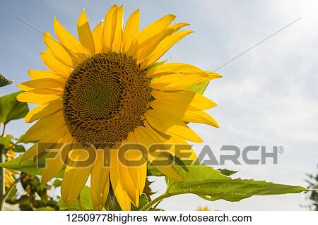Stock Photograph - A fully opened sunflower fills half the frame against a summer blue sky; Waupoos, Ontario, Canada. Fotosearch