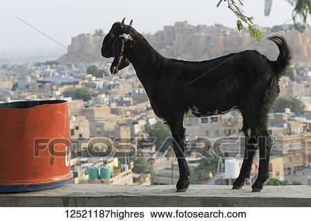 Stock Photograph - A goat in the foreground with Jaisalmer Fort in the distance; Jaisalmer, Rajasthan, India. Fotosearch