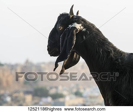 A goat's head in the foreground with Jaisalmer Fort in the distance; Jaisalmer, Rajasthan, India View Large Photo Image Stock Photograph - A goat's head in the foreground with Jaisalmer Fort in the distance; Jaisalmer, Rajasthan, India. Fotosearch
