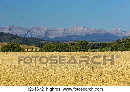 Stock Photograph - A golden field of oats with foothills, mountain range and blue sky in the background; Alberta, Canada. Fotosearch