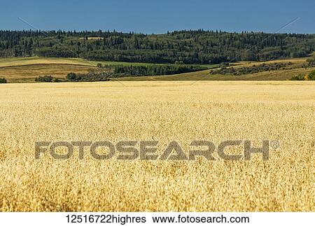 Stock Photograph - A golden field of oats with rolling treed foothills and blue sky in the background; Alberta, Canada. Fotosearch