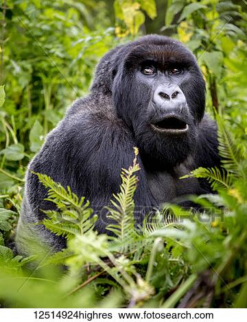 A Gorilla from the Giranzea Gorilla family sitting in the lush foliage with it's mouth open; Northern Province, Rwanda View Large Photo Image Stock Photograph - A Gorilla from the Giranzea Gorilla family sitting in the lush foliage with it's mouth open; Northern Province, Rwanda. Fotosearch