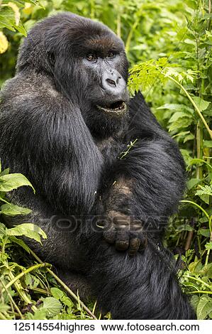 Stock Photograph - A gorilla sitting in the lush foliage; Northern Province, Rwanda. Fotosearch