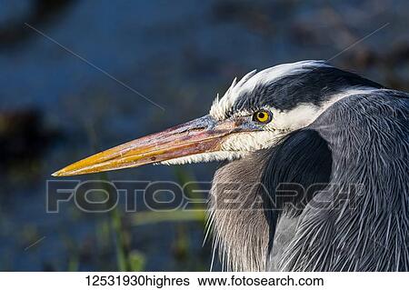 Stock Photograph - A Great Blue Heron (Ardea herodias) watches over the marsh; Ridgefield, Washington, United States of America. Fotosearch