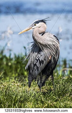 Stock Photograph - A Great Blue Heron (Ardea herodias) shows off it's extravagant plumage; Ridgefield, Washington, United States of America. Fotosearch