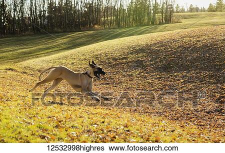 Stock Photograph - A Great Dane running through the leaves in an off-leash dog park during a warm fall evening; Edmonton, Alberta, Canada. Fotosearch