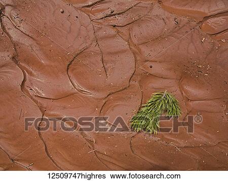 A green branch in soft sculpted mud texture; Hanksville, Utah, United States of America View Large Photo Image Stock Photograph - A green branch in soft sculpted mud texture; Hanksville, Utah, United States of America. Fotosearch