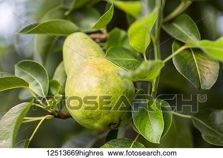 Stock Photograph - A green pear ripening on a branch; Naramata, British Columbia, Canada. Fotosearch