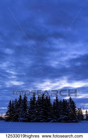A grouping of snow-covered evergreen trees in a snow-covered field with cloud cover at dusk; Calgary, Alberta, Canada View Large Photo Image Stock Photograph - A grouping of snow-covered evergreen trees in a snow-covered field with cloud cover at dusk; Calgary, Alberta, Canada. Fotosearch