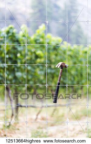 A hammer hooked in the wire fence of a vineyard; Naramata, British Columbia, Canada View Large Photo Image Stock Photograph - A hammer hooked in the wire fence of a vineyard; Naramata, British Columbia, Canada. Fotosearch