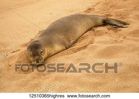 A Hawaiian Monk seal (Neomonachus schauinslandi) rests on Papohauk Beach on the island of Molokai; Molokai, Hawaii, United States of America View Large Photo Image Stock Photograph - A Hawaiian Monk seal (Neomonachus schauinslandi) rests on Papohauk Beach on the island of Molokai; Molokai, Hawaii, United States of America. Fotosearch