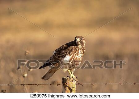 Stock Photograph - A hawk ( Accipitridae) is looking at the camera, ready to fly off from a fence post in warm sunlight; Potrerillos, Mendoza, Argentina. Fotosearch