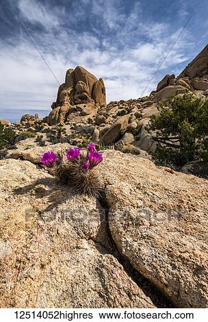 Stock Photograph - A Hedgehog Cactus blooms between two rocks in Joshua Tree National Park; California, United States of America. Fotosearch