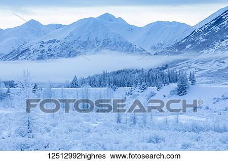 A high alpine forest covered in fresh snow stands in front of a mountainside blanketed in white snow and low cloud at twilight, Turnagain Arm, Kenai Peninsula, South-central Alaska; Alaska, United States of America View Large Photo Image Stock Photograph - A high alpine forest covered in fresh snow stands in front of a mountainside blanketed in white snow and low cloud at twilight, Turnagain Arm, Kenai Peninsula, South-central Alaska; Alaska, United States of America. Fotosearch