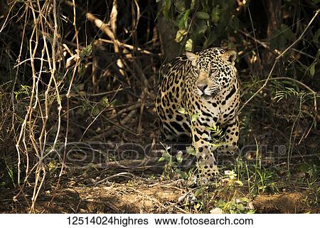 A Jaguar (Panthera onca) is prowling through dense forest in Brazil. It has a yellowish-brown coat with black spots and golden brown e1, Pantanal; Mato Grosso do Sul, Brazil View Large Photo Image Stock Photograph - A Jaguar (Panthera onca) is prowling through dense forest in Brazil. It has a yellowish-brown coat with black spots and golden brown e1, Pantanal; Mato Grosso do Sul, Brazil. Fotosearch