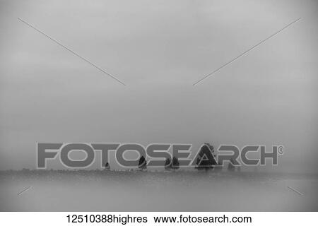 Stock Photograph - A landscape in fog scattered with a few trees and dense cloud in the sky; California, United States of America. Fotosearch
