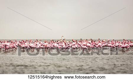 Stock Photograph - A large flock of flamingos standing in the shallow water of Walvis Bay; Sossusvlei, Hardap Region, Namibia. Fotosearch