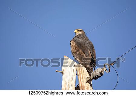 Stock Photograph - A large hawk (Accipitridae) perched on top of a telephone pole against a clear blue sky; Potrerillos, Mendoza, Argentina. Fotosearch