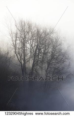 A leafless tree shrouded in fog; Homer, Alaska, United States of America View Large Photo Image Stock Photograph - A leafless tree shrouded in fog; Homer, Alaska, United States of America. Fotosearch