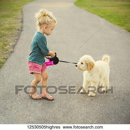 A little girl walking her Labradoodle in a park when he decides to become stubborn and uncooperative; Spruce Grove, Alberta, Canada View Large Photo Image Stock Photograph - A little girl walking her Labradoodle in a park when he decides to become stubborn and uncooperative; Spruce Grove, Alberta, Canada. Fotosearch