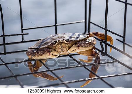 A live small Dungeness crab (Metacarcinus magister) caught in a crab trap on the west coast; Vancouver, British Columbia Canada View Large Photo Image Stock Photograph - A live small Dungeness crab (Metacarcinus magister) caught in a crab trap on the west coast; Vancouver, British Columbia Canada. Fotosearch