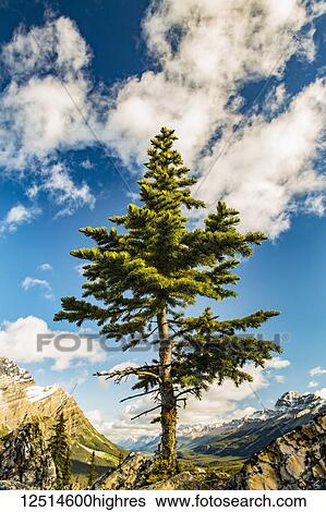 Stock Photograph - A lone coniferous tree grows along a rocky ridge in the Rocky Mountains, Banff National Park; Alberta, Canada. Fotosearch