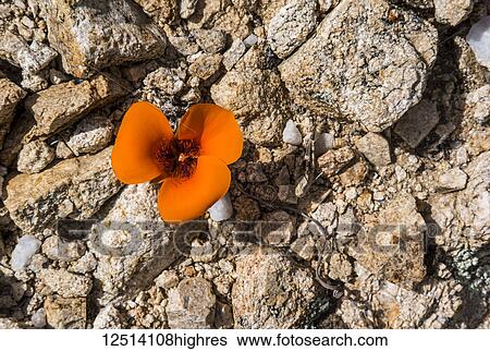 Stock Photograph - A lone poppy blooms in Joshua Tree National Park in late spring; California, United States of America. Fotosearch