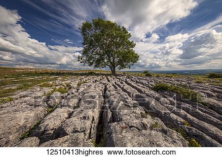 Stock Photograph - A lone tree growing in limestone in the Yorkshire Dales; Malham, North Yorkshire, England. Fotosearch