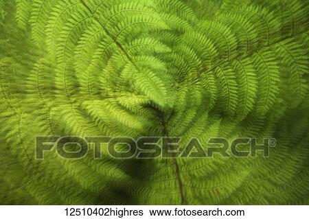 Stock Photograph - A lush, green fern plant with a feel of movement; Karamea, South Island, New Zealand. Fotosearch