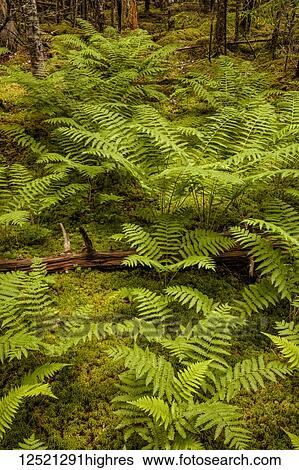 Stock Photograph - A luxuriant patch of early Summer Cinnamon ferns grows in thick, moist moss in a forest; Middle Sackville, Nova Scotia, Canada. Fotosearch