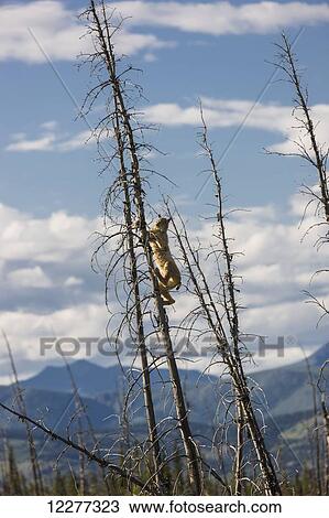 A Lynx climbing a dead spruce tree in a forest fire regeneration area, Kluane Lake, Northern Yukon Territory, Canada, Summer View Large Photo Image Stock Image - A Lynx climbing a dead spruce tree in a forest fire regeneration area, Kluane Lake, Northern Yukon Territory, Canada, Summer. Fotosearch