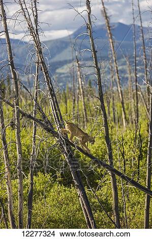 Picture - A Lynx in a dead spruce tree in a forest fire regeneration area, Kluane Lake, Northern Yukon Territory, Canada, Summer. Fotosearch