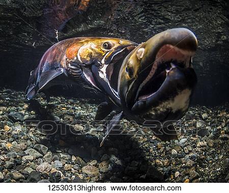 Stock Photograph - A male Coho Salmon (also known as Silver Salmon, Oncorhynchus kisutch) bites another for the right to be an alpha male in an Alaskan stream during the autumn; Alaska, United States of America. Fotosearch