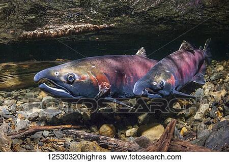 A male Coho Salmon, also known as Silver Salmon (Oncorhynchus kisutch) comes alongside and quivers a female as part of courtship in an Alaskan stream during the autumn; Alaska, United States of America View Large Photo Image Stock Photograph - A male Coho Salmon, also known as Silver Salmon (Oncorhynchus kisutch) comes alongside and quivers a female as part of courtship in an Alaskan stream during the autumn; Alaska, United States of America. Fotosearch