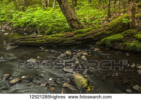 A moss covered old tree trunk half rests in a brook in a forest in Middle Sackville; Nova Scotia, Canada View Large Photo Image Stock Photograph - A moss covered old tree trunk half rests in a brook in a forest in Middle Sackville; Nova Scotia, Canada. Fotosearch