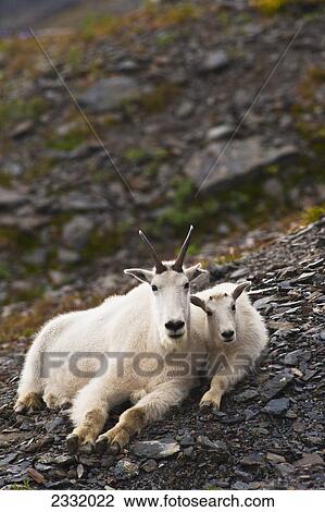A Mountain Goat Nanny And Her Kid Are Resting On A Hillside Near The Harding Icefield Trail At Exit Glacier In Kenai Fjords National Park In Southcentral Alaska, Summer View Large Photo Image Stock Image - A Mountain Goat Nanny And Her Kid Are Resting On A Hillside Near The Harding Icefield Trail At Exit Glacier In Kenai Fjords National Park In Southcentral Alaska, Summer. Fotosearch