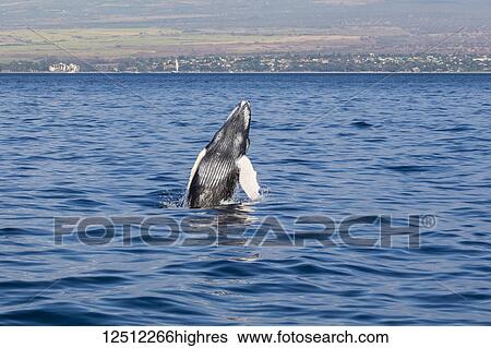Stock Photograph - A newborn Humpback Whale (Megaptera novaeangliae) breaches; Maui, Hawaii, United States of America. Fotosearch