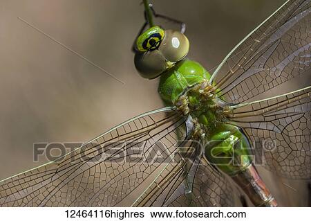 Stock Photograph - A newly emerged dragonfly dries its wings, Common Green Darner (Anax junius); Astoria, Oregon, United States of America. Fotosearch