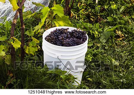 Stock Photograph - A pail of harvested Frontenac Gris grapes sitting on the ground beside a vine in a vineyard; Shefford, Quebec, Canada. Fotosearch