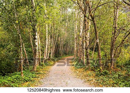 Stock Photograph - A path through a forest of alder trees; Yarrow, British Columbia, Canada. Fotosearch