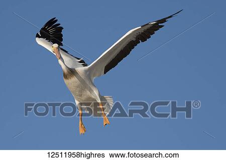 A Pelican (Pelecanidae) in flight in a blue sky; Ontario, Canada View Large Photo Image Stock Photograph - A Pelican (Pelecanidae) in flight in a blue sky; Ontario, Canada. Fotosearch