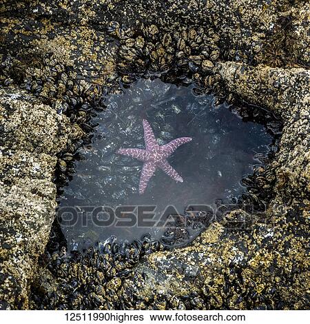 A pink starfish (Asteroidea) floats in a small tide pool on Long Beach, Florencia Bay, Vancouver Island; British Columbia, Canada View Large Photo Image Stock Photograph - A pink starfish (Asteroidea) floats in a small tide pool on Long Beach, Florencia Bay, Vancouver Island; British Columbia, Canada. Fotosearch