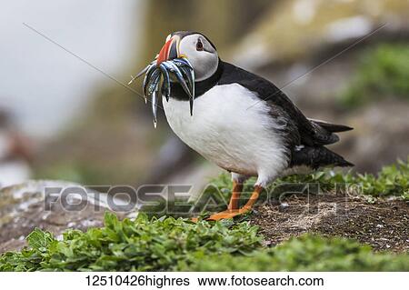 Stock Photograph - A Puffin (Fratercula) with Sand Eels in it's mouth; Farne Islands, Northumberland, England. Fotosearch